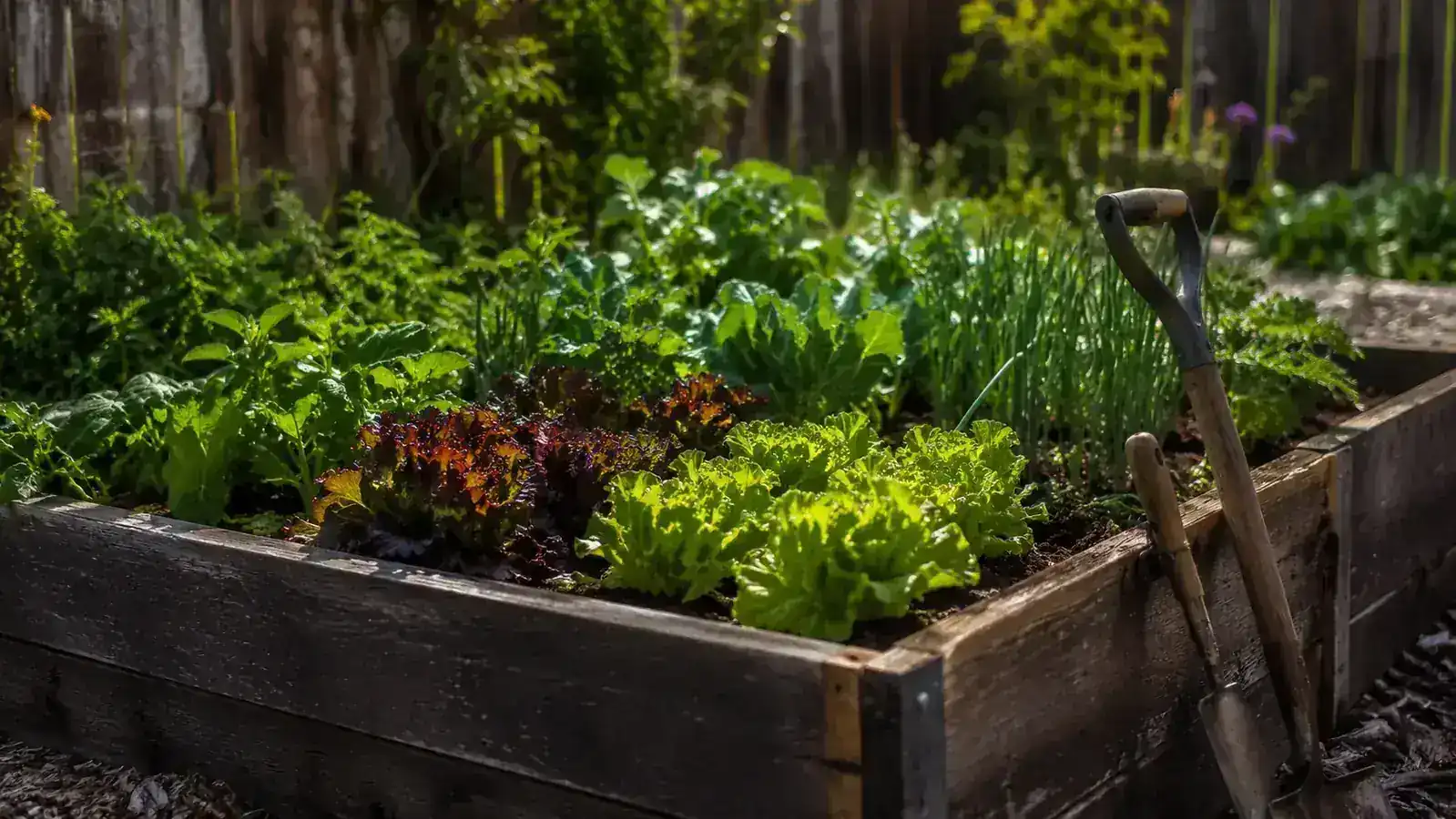 Woman kneeling beside a raised garden bed in morning light, pressing soil around a transplanted seedling with a metal trowel